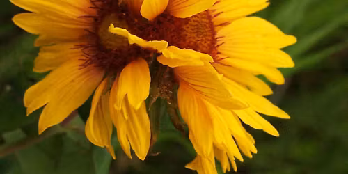 Gardeners' Afternoon 