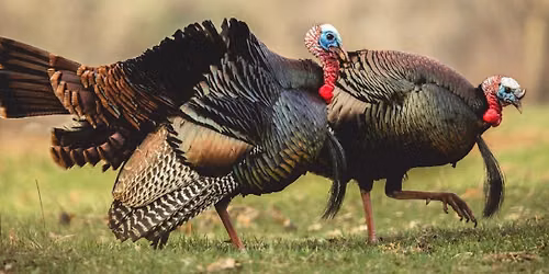 \ud83e\udd83 Wild Turkey Nature Talk & Song \u266b