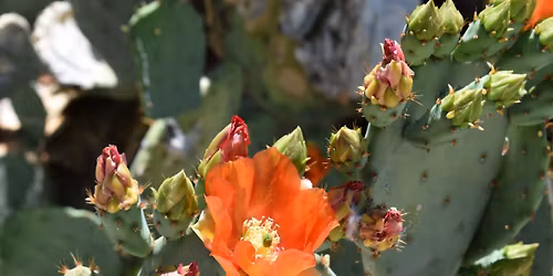 Earth Day Celebration