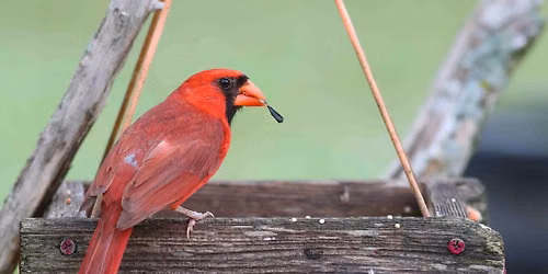 1st Saturday Bird Walk