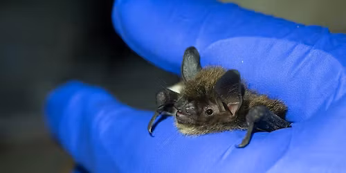 A Batty Adventure! Une aventure au cr\u00e9puscule!