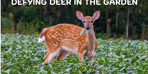 Defying Deer in the Garden