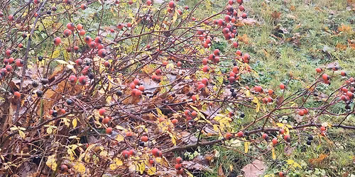  The Simple Joys Club evening