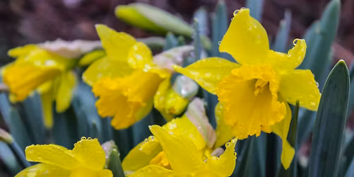 Green Elephants Thai Vegan Restaurant Meetup