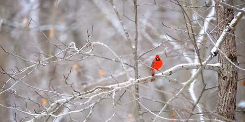 January Guided Bird Hike