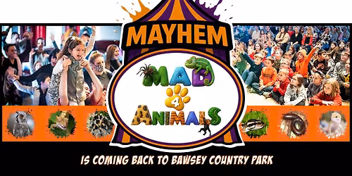 Mayhem of Mad4animals
