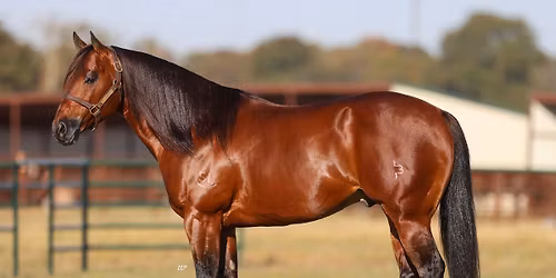 BFA Select Barrel Horse Sale