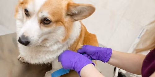 Sussex County Meeting: Don't Drink That! A Review of Leptospirosis