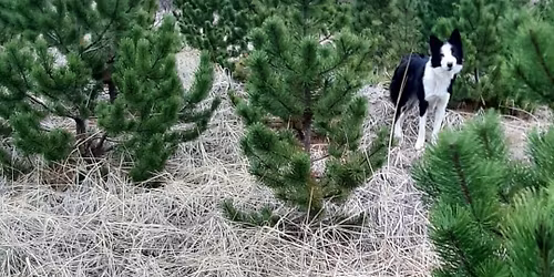 J\u00f3latrj\u00e1asala \u00ed Bolholtssk\u00f3gi