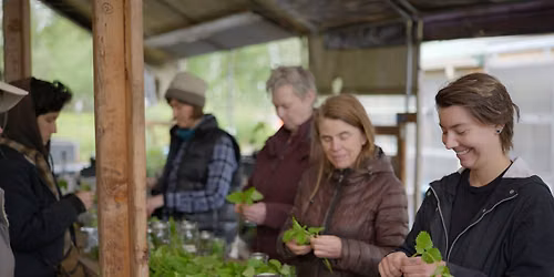 Restorative Wildcrafting Workshop: Saint Johns Wort