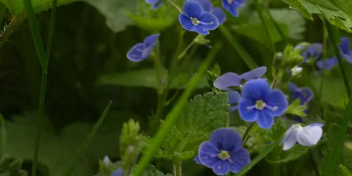 Sortie Plantes Sauvages Comestibles