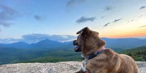 K9 Wilderness First Aid