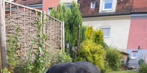 Mantrailing-Workshop f\u00fcr Fortgeschrittene und Trainer