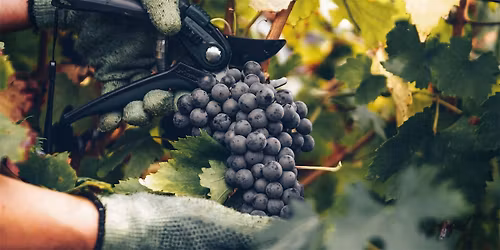 Uncorked: Discover Sangiovese