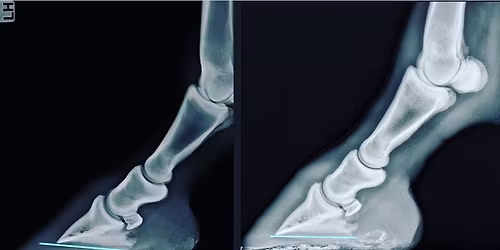 Seminar ZDRAVO IN FUNKCIONALNO KOPITO v realnem svetu