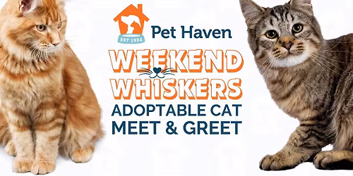 Weekend Whiskers! Adoptable Cat Meet & Greet!