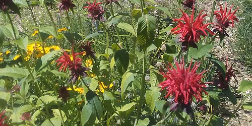 Medicinal Garden Consultation