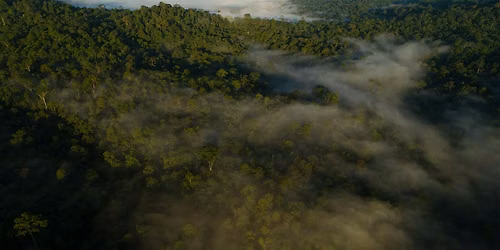 Safeguarding Anthropocene tropical forests