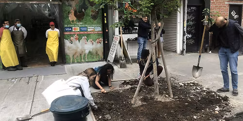 Street Tree Care w\/ Decatur Block Association + Cristodora