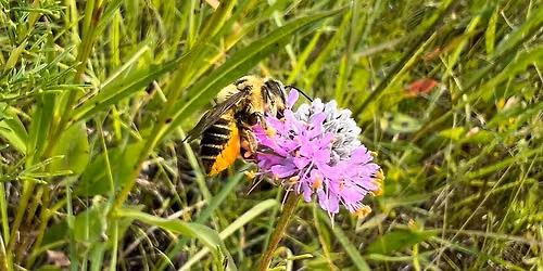 Pollinators 101