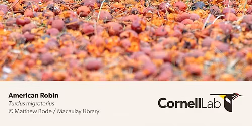 Mindful Birding at Sapsucker Woods