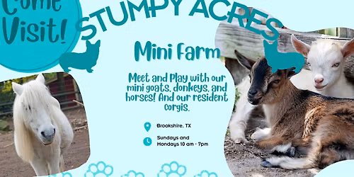 Play with Mini Farm Animals