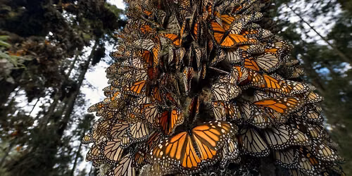 Science Over Coffee: Wildlife conservation