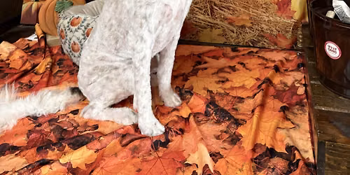 Paws & Pumpkin
