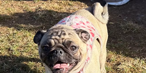 Pug Sunday 12\/28