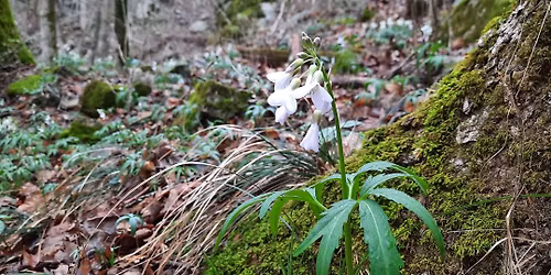 May Seminar -- Native Gardening 101 
