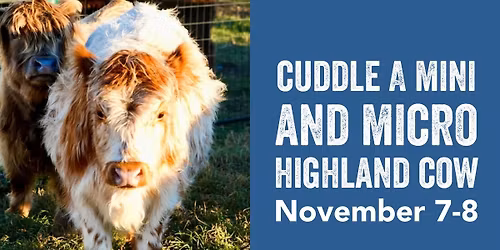 Cuddle a Mini and Micro Highland Cow!