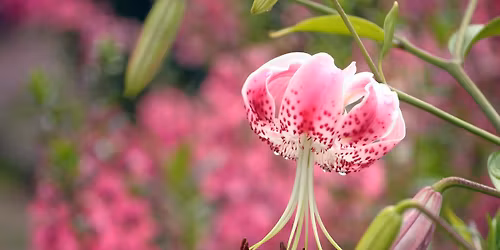 Penn State Master Gardeners of Butler County Annual Plant Sale