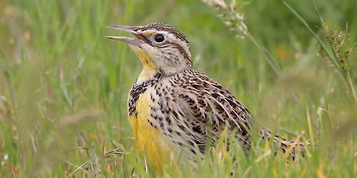Birding Walk