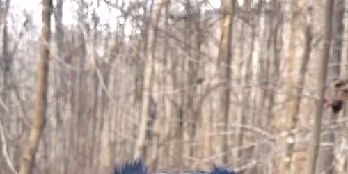 Wings of Wonder: WV Birds fof Prey @ Beech Fork State Park