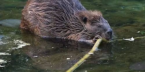 Leave it To Beaver? Beaver-Based Considerations for Restoration Workshop