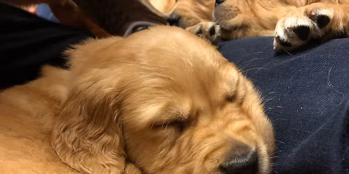 Puppy\/beginners life skills