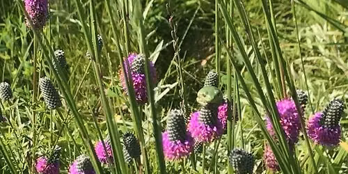 July Blooms in the UW-Whitewater Nature Preserve Tour