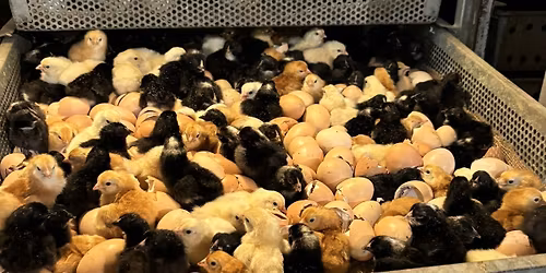 Chick Day @ Tarwater Farm & Home Supply in Topeka, KS