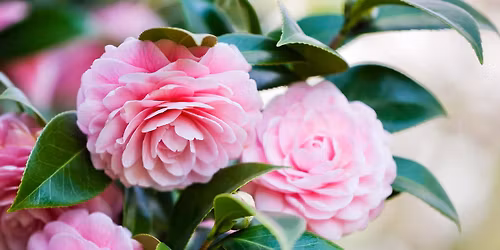 Virginia Camellia Society Show & Sale