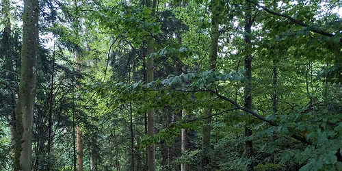 Shinrin Yoku\/Waldbaden bei Grafing am 17.05.2026
