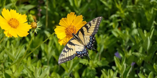 Pollinator Exploration at Lauritzen Gardens and Omaha's Henry Doorly Zoo and Aquarium