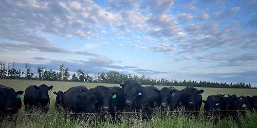 Riverside Bull and Heifer sale