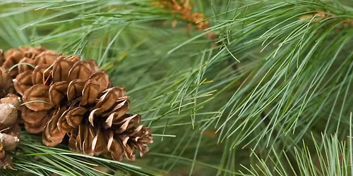 Walk with Friends - Winter Beauty