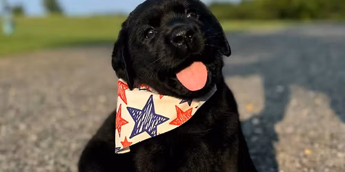 Puppy Foundations Class (8 weeks to 6 months old)