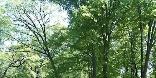 A Gentle Walk in Nature: Forest Bathing at Tregaron Conservancy