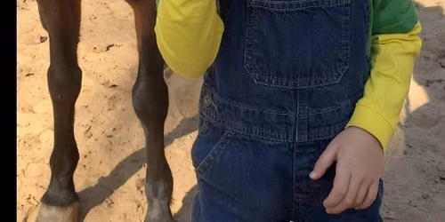 Little Riders Horse Camps (ages 6-9) at Mimosa Hills Farm