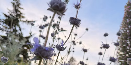 Heart In, Heart Out: Mindful Self Compassion Practices for Everyday Life