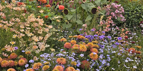 Free Talk: Unearthing the Secrets of the Summer Garden