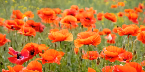 Contemporary Veteran Gathering