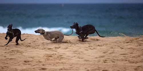 \ud83c\udfd6\ufe0f\ud83d\udc3e Whippet Beach Bash! \ud83d\udc3e\ud83c\udfd6\ufe0f